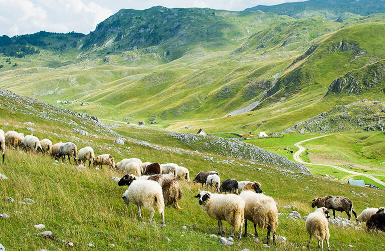 Exploring the Enchanting Sinjajevina Mountain in Montenegro